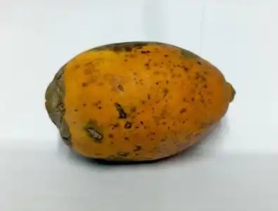 মানব দেহের জন্য সুপারি কতটা ক্ষতিকর